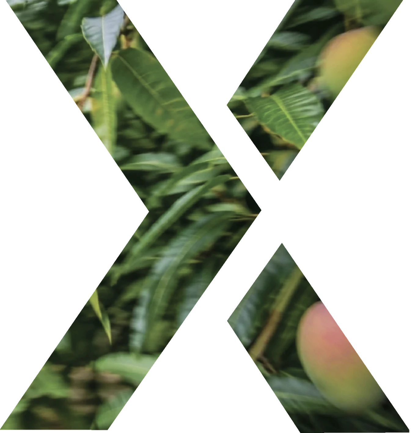 XEED